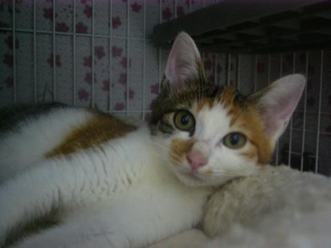 家猫修行完了！ゴロスリ美人三毛