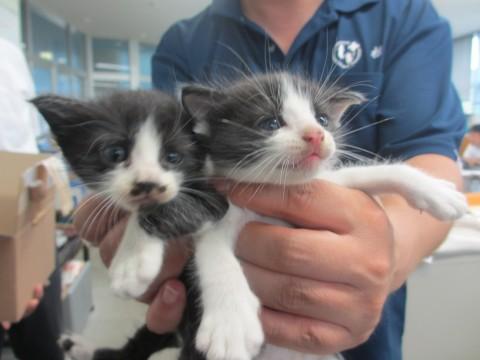 センターレスキューのハチワレ兄妹