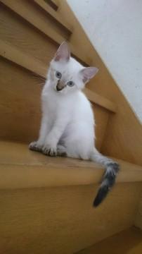 クリーム色可愛い子猫