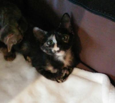 奇跡の生還ﾆｬﾝ子「レイ」