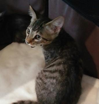 奇跡の生還ﾆｬﾝ子「ジル」