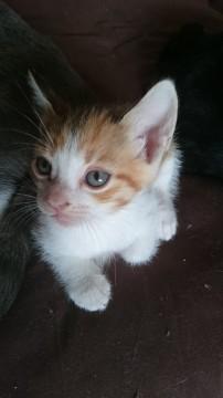 子猫4匹保護しました