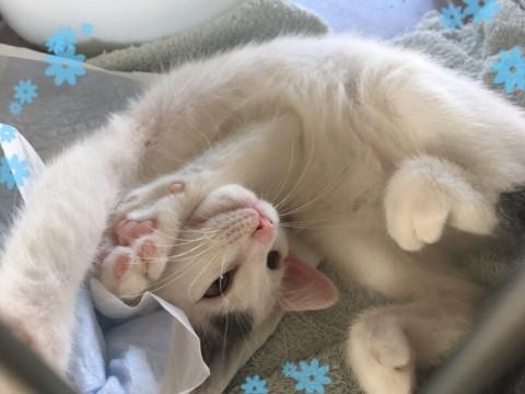 綺麗な日本猫 白キジです♪