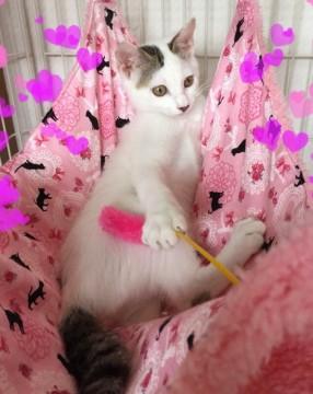 綺麗な日本猫 白キジです♪