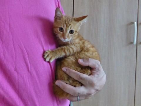 茶とらメス子猫