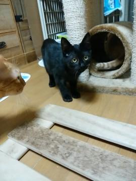 活発で甘えん坊な黒猫