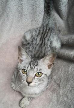 グレーのアメショー風子猫ちゃん
