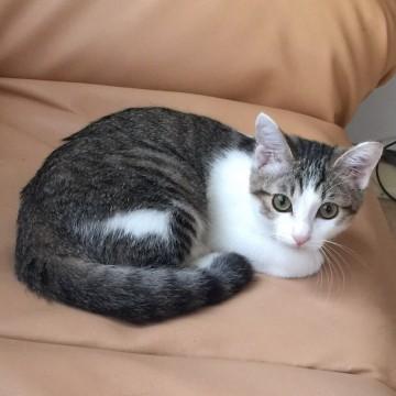 美猫な雉トラのハチワレちゃん
