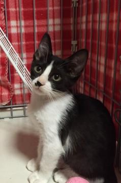 黒ひげの女の子