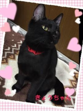 片目、身体の不自由な黒猫くん