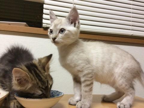 チワワ系にゃんこ