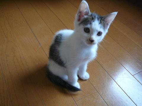 とても元気でカッコイイ子です