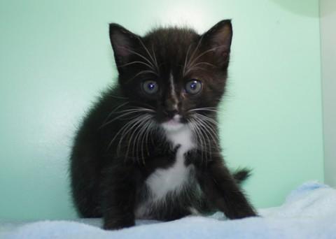 毛足長めの甘ったれっ子