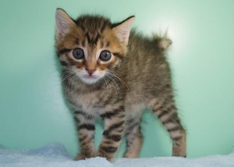 温和で甘ったれな美形さん