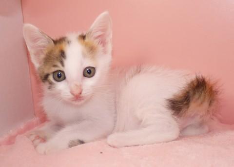 離乳期 甘ったれな兄弟