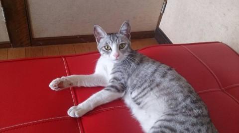 美人サバシロさん♪