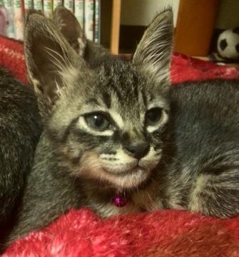 自由猫！