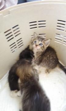 捨て猫保護しました、生後1月