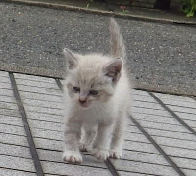 かわいいふわふわ猫ちゃん