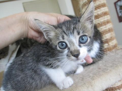 おっとりきじ白　