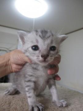 かわいいさばとら　授乳中