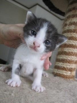 かわいい薄黒白　授乳中