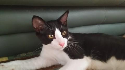 可愛い7匹の仔猫の里親さま募集