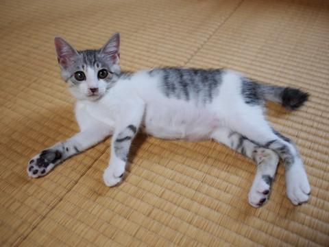 甘えん坊の末っ子、サバヲ