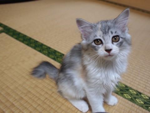 ふわふわ毛の美三毛猫、ミケ美