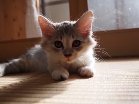 ふわふわ毛のおっとりさん、ミケ子