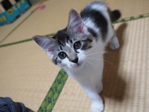 しっぽぴーんの可愛いサバ代