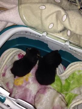 生後間もない赤ちゃんです。