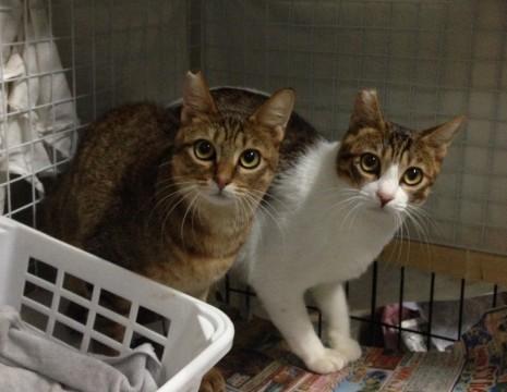 お目目真ん丸の可愛い猫ちゃん