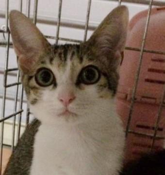 大きなグリーンのおメメ