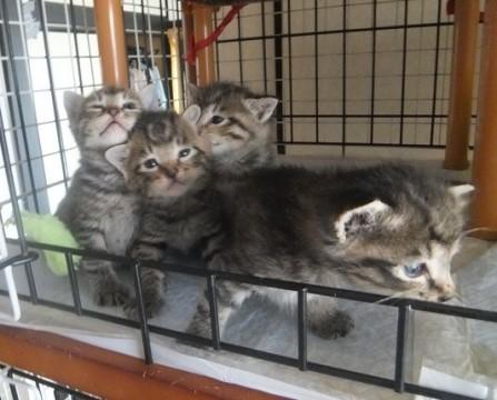 可愛いキジトラ仔猫兄弟