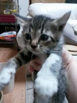 台風の後で迷子猫