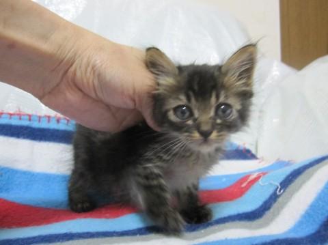 半長毛のきじ虎