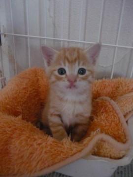 よちよち茶トラ君