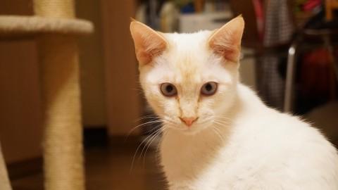 細マッチョ貴公子！