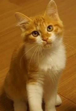 フワフワホンワカおっとり君！