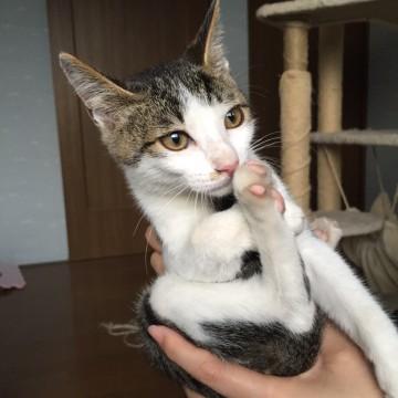 可愛い盛りの男の子
