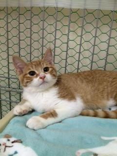 茶白ねこ♪