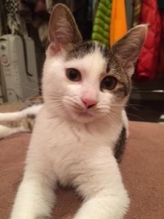 白ぶちねこ♪