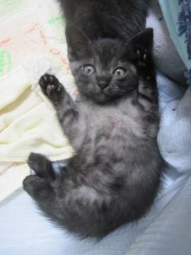 かわいいスモーキーグレー