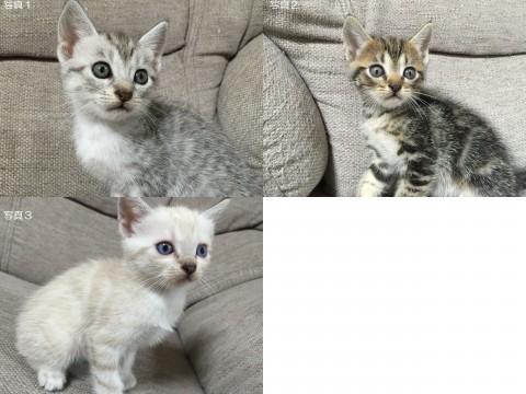 アメ猫母　３子猫里親募集