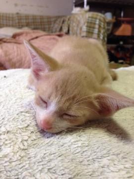 クリームトラの美猫くん。