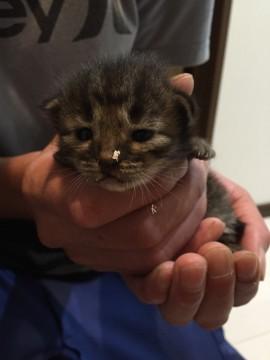 約生後2週間赤ちゃんにゃんこ