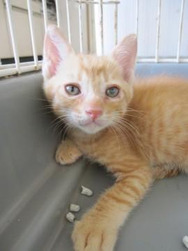 丸顔で困り顔の茶トラ