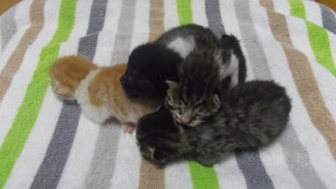 ★急募★もふもふ♪子猫4匹