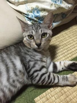 アメショー風男の子☆